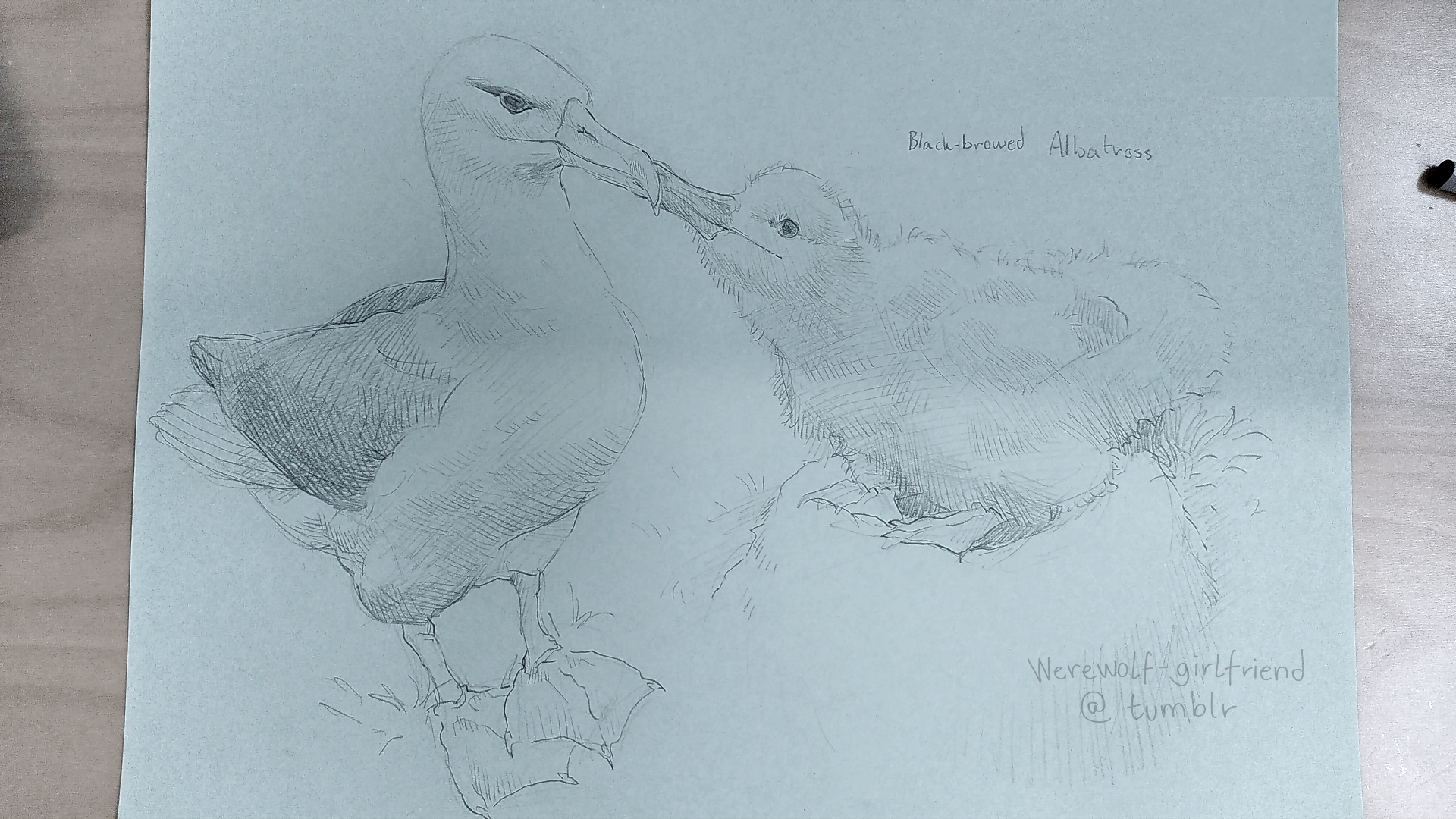 Pencil sketch of a black-browed albatross and its fluffy chick. The chick is leaning out of its nest to touch its beak to its parent's.
